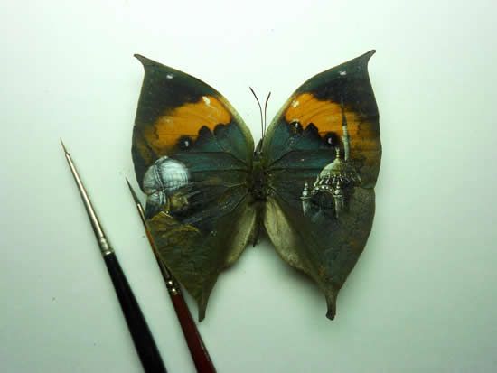 Paints on Butterfly Wings,snail shell, lemon peel, coffee beans